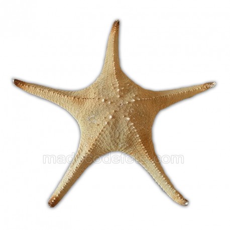grande étoile de mer naturelle pour buffet marin