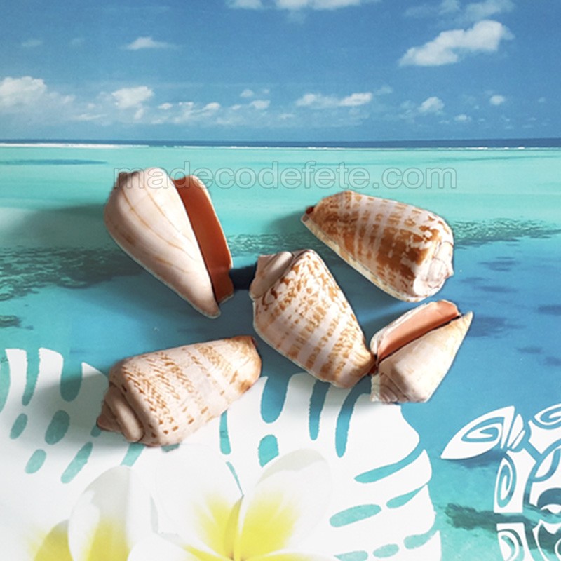 Coquillages Decos Polynesie Coquillages Decos Polynesie