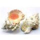Coquillage collection