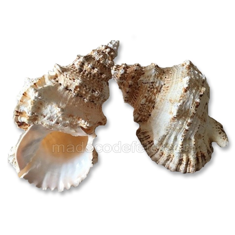 Coquillage Collection Des Mer Coquillage Collection Des Mer