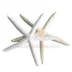 Etoile de mer blanche 10/14 cm