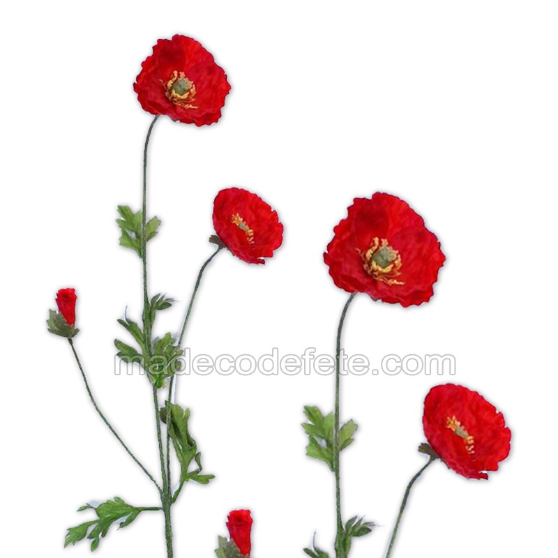 Tige Feuille Et Fleur De Coquelicot Tige Feuille Et Fleur De Coquelicot