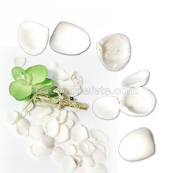 100 g petits coquillages blancs