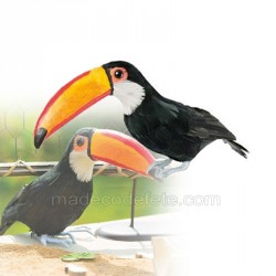 Toucan oiseau tropical