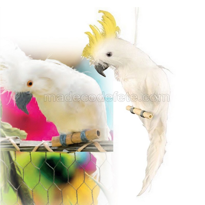 Cacatoes promo Clearance